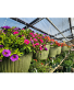 Bloomburst Hanging Basket – Designer’s Choice Annual Outdoor Hanging basket
