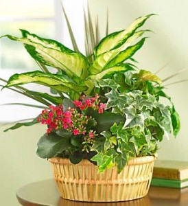 Bloomer Basket Dishgarden *prices/styles may vary