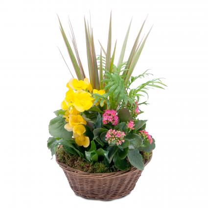 Bloomin' Sunshine Basket Arrangement