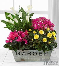 Blooming Affairs Blooming Plant arrangment