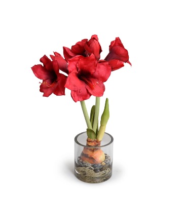 Blooming Amaryllis Bulb in Southern Pines, NC | Hollyfield Design Inc. Blooming Amaryllis Bulb in Southern Pines, NC | Hollyfield Design Inc.