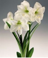 Blooming Amaryllis bulb potted plant