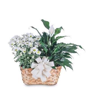 Blooming and Green Plant Combination Arrangement