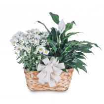 Blooming and Green Plant Combination Basket