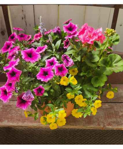 Blooming Annual Summer Combination Pot