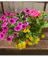 Blooming Annual  Summer Combination Pot