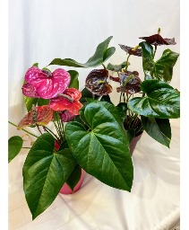 Blooming Anthurium 