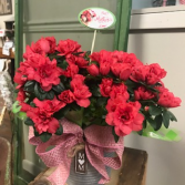 Blooming Azalea Plant 