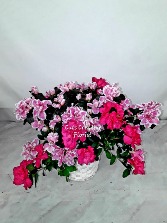 BLOOMING AZALEA  PLANT 