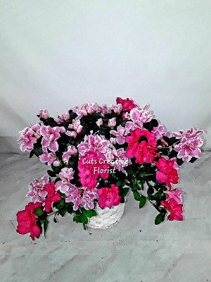 BLOOMING AZALEA  PLANT 
