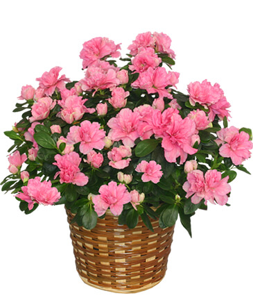 Blooming Azalea Plant  Rhododendron  hybrid in Cortland, NY | The Cortland Flower Shop