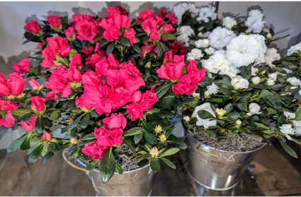 Blooming Azalea Plants Plant