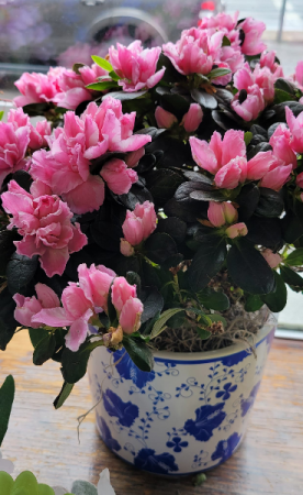 Blooming Azeala  Indoor plant