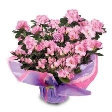 Azelea Blooming Plant