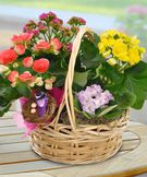 Blooming Basket Basket of Blooming Plants