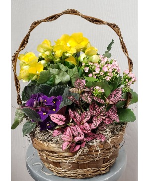 Blooming Basket Basket of Blooming Plants