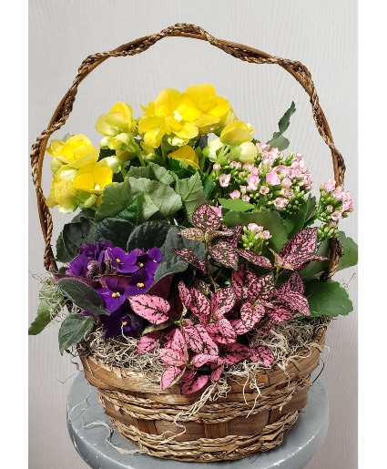 Blooming Basket Basket of Blooming Plants