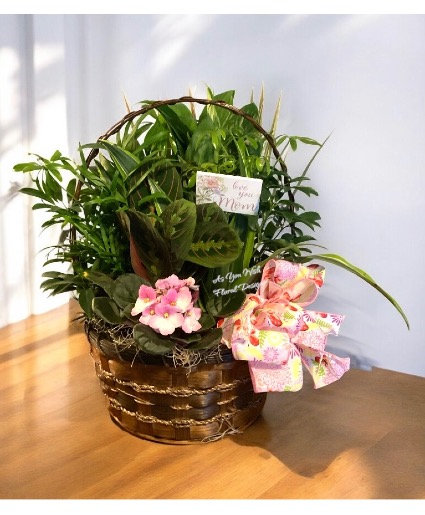 Basket with African Violet Blooming Basket