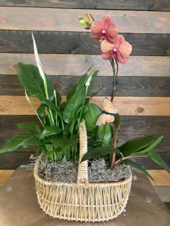 Blooming Basket Live plant basket in Lakeside, CA | Finest City Florist