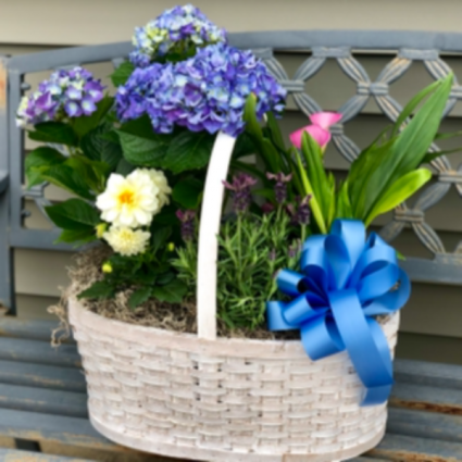 Blooming Basket Outdoor Plant Arrangement 