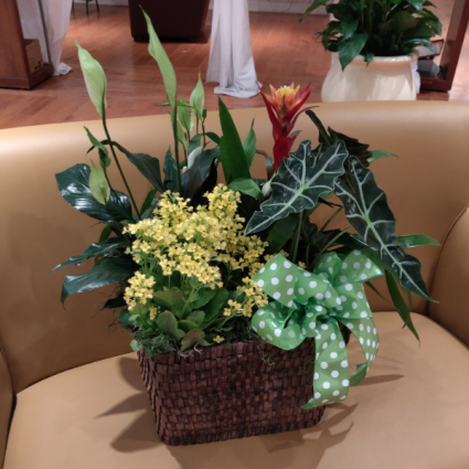 Blooming Basket Plants