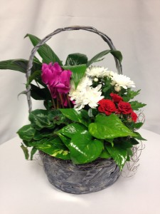 Blooming Basket Plants