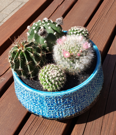 Blooming Beautiful! Cacti Planter