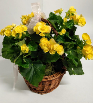 Blooming Begonia Flowering Plant in Springfield, MO | FLOWERAMA #226 Blooming Begonia Flowering Plant in Springfield, MO | FLOWERAMA #226