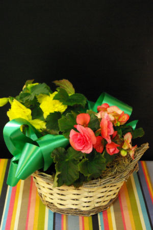 Blooming Begonias Begonia Plants in Corner Brook, NL | The Orchid Blooming Begonias Begonia Plants in Corner Brook, NL | The Orchid