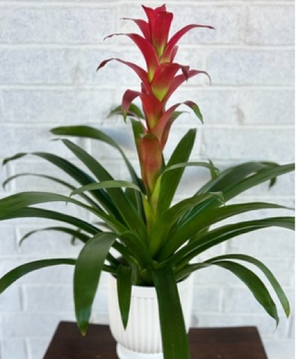 Blooming Bromeliad in Ceramic Planter 