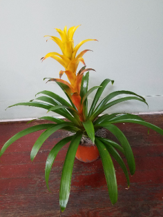Category Image