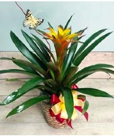 Blooming Bromeliad Plant Plant - Indoor - Tropical