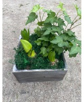 Blooming Bulb Box Keepsake