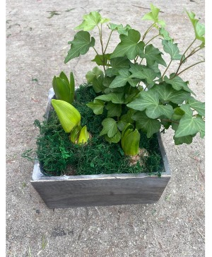 Blooming Bulb Box Keepsake