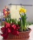 Blooming Bulb Garden With soap & soap lift (gardeners package)