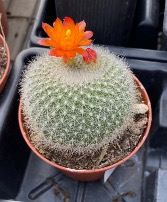  blooming cactus 