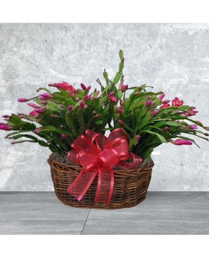 Blooming Cactus Basket FHF-CC12 Live Plant (Local Delivery Only)