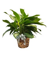 Blooming Chinese Evergreen Houseplant