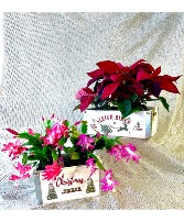 Blooming Christmas Planters  Plant