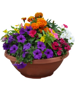 Blooming Color Bowl Container Garden