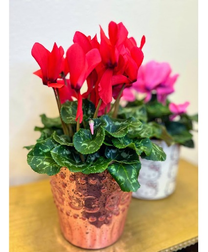 Red Hot Cyclamen Blooming Plant