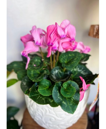 Blooming Cyclamen in Fairview, OR | QUAD'S GARDEN - Home to Trinette's Floral Blooming Cyclamen in Fairview, OR | QUAD'S GARDEN - Home to Trinette's Floral