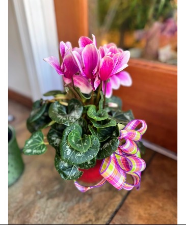 Blooming Cyclamen  in Fairview, OR | QUAD'S GARDEN - Home to Trinette's Floral