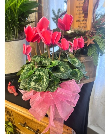 Blooming Cyclamen Plant 