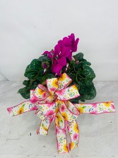 Blooming Cyclamen Plant
