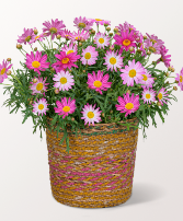 Blooming Daisy Plant  Mother's Day