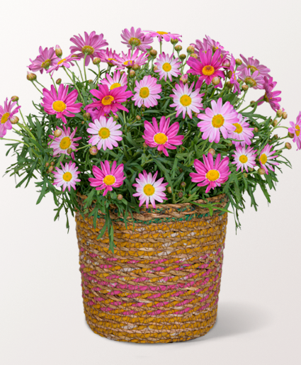 Blooming Daisy Plant Mother's Day