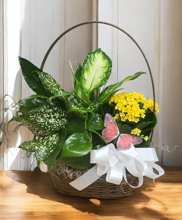 Blooming Dish Garden  in Laurel, MD | Lea's Flower Shop