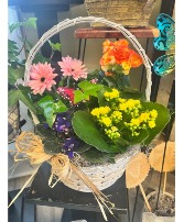 Blooming Dish Garden 