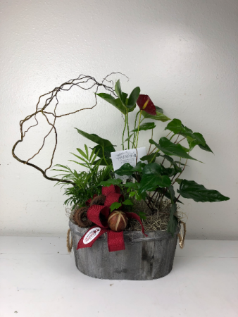 Blooming Delight Live Garden